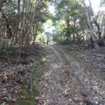 落ち葉の登山道