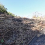 帰りの登山道